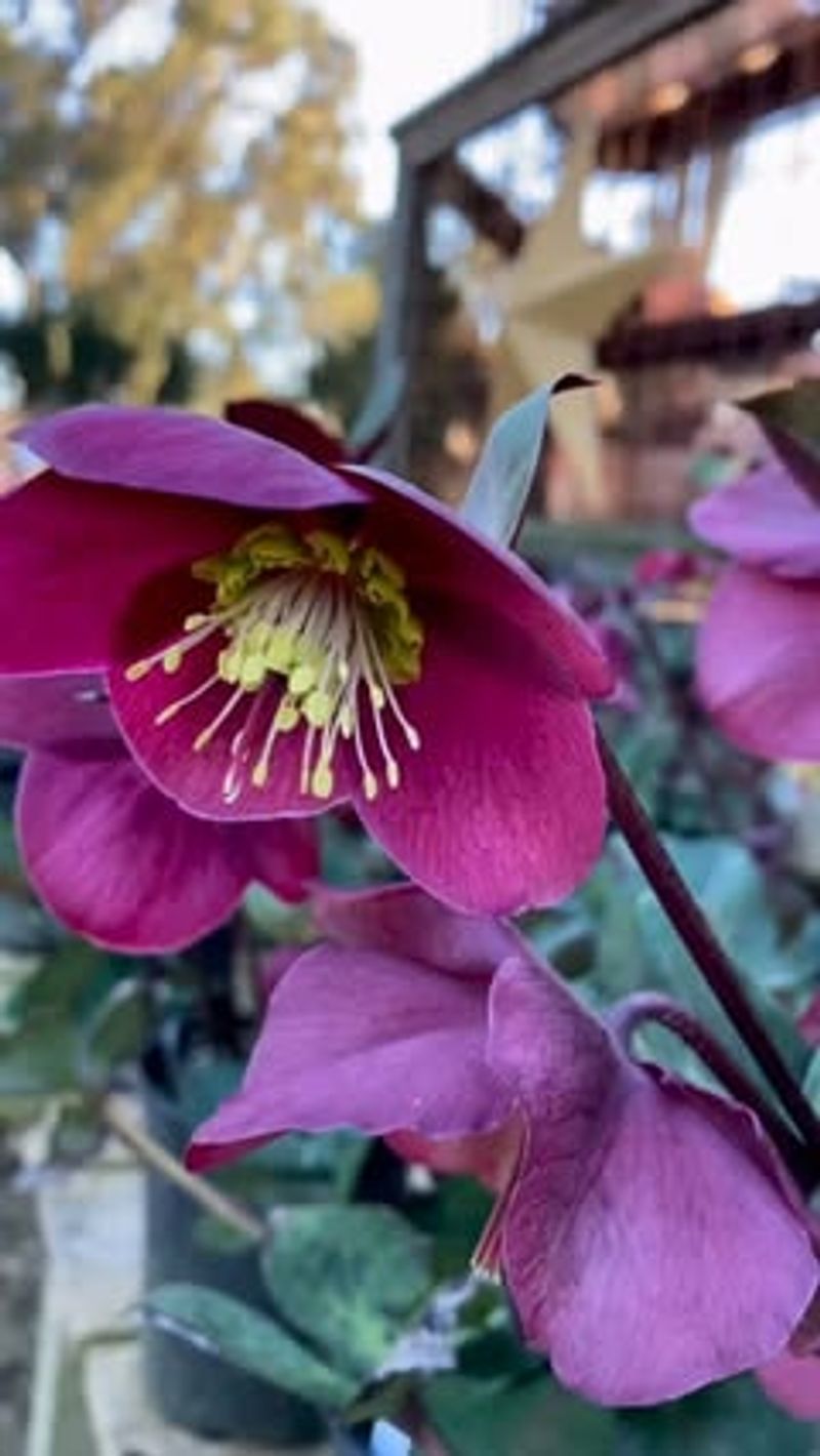 Helleborus orientalis
