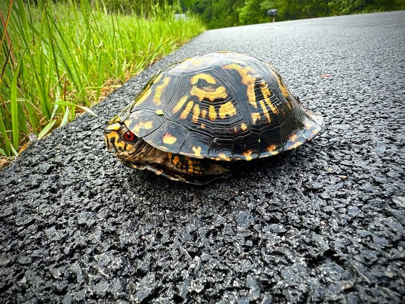 How To Help A Turtle Cross Safely Without Picking It Up