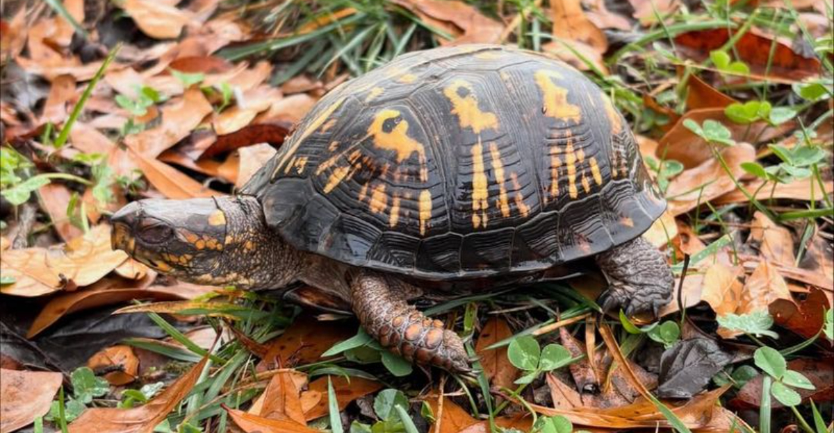 turtle in leaves