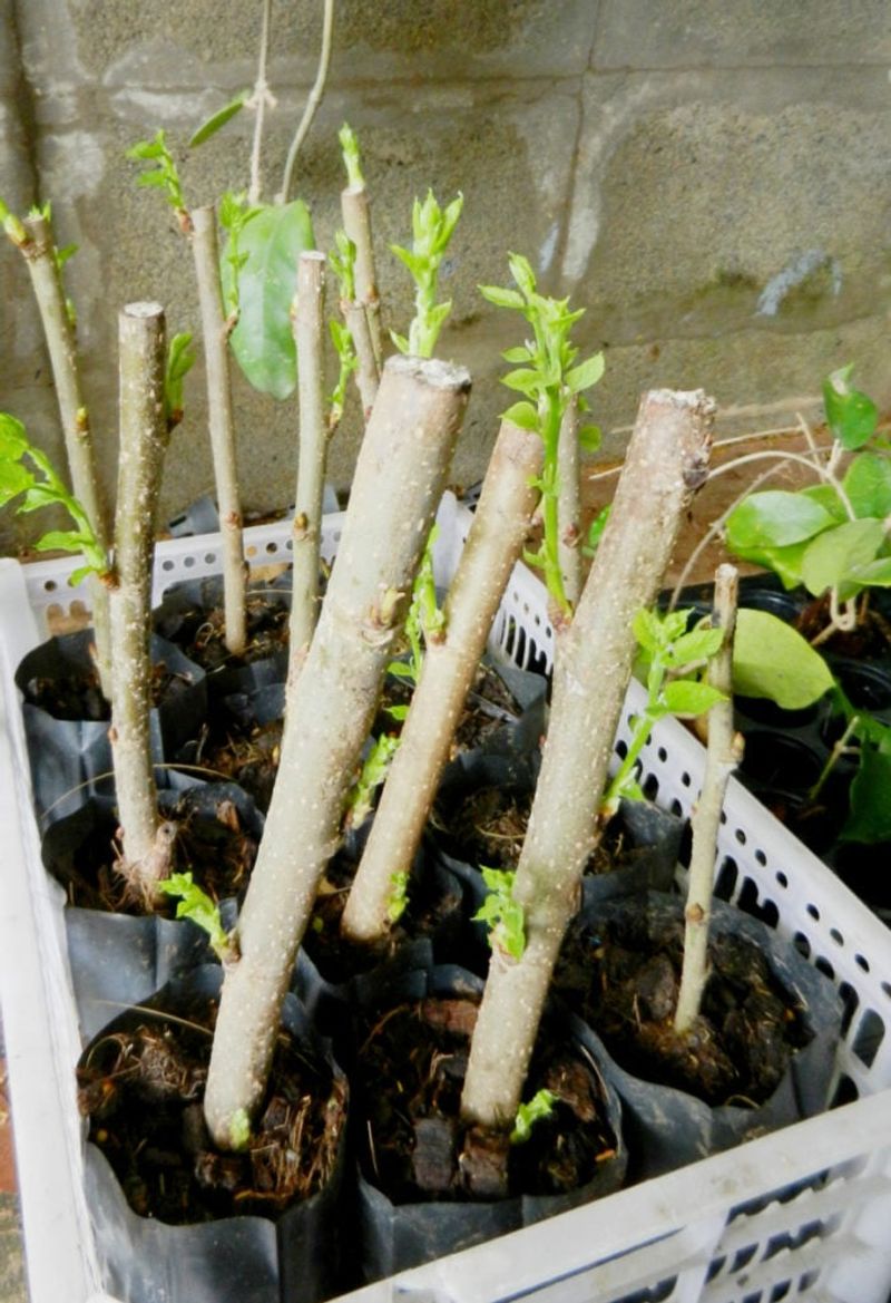 Ideal For Propagating Woody Stems Taken During Dormancy