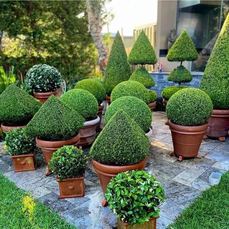 Boxwood (Buxus sempervirens)