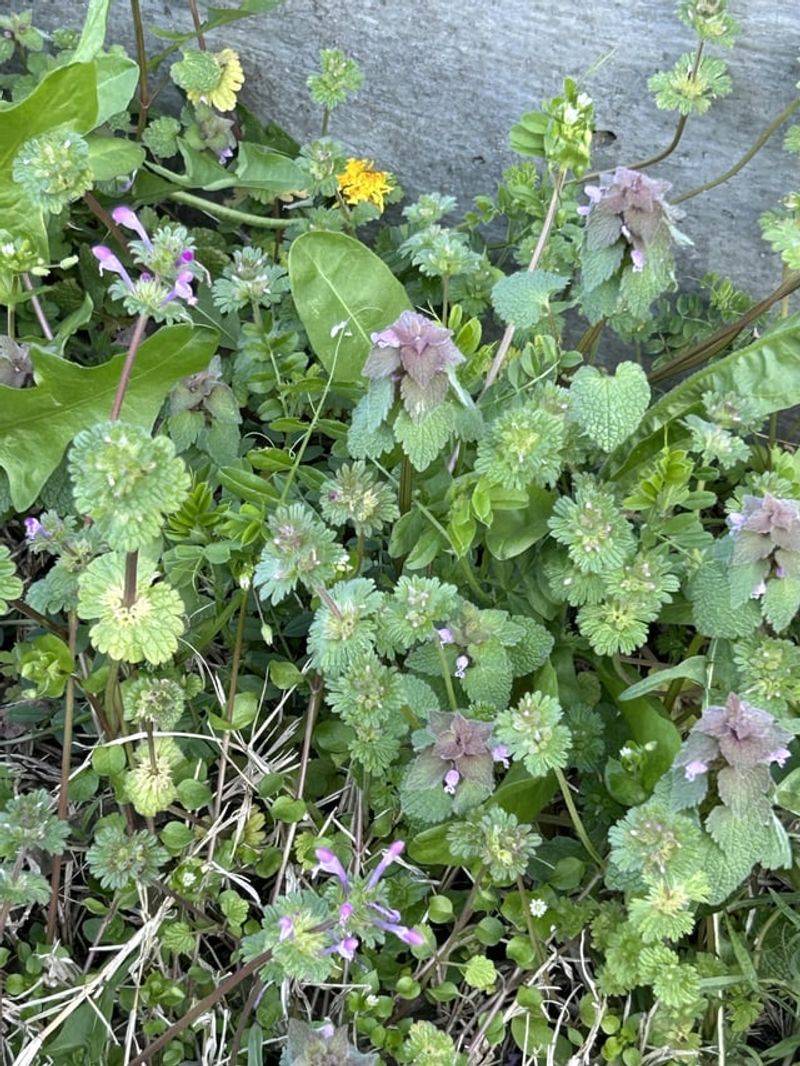 The Purple Blooms Create A Temporary Wildflower Effect In Early Spring