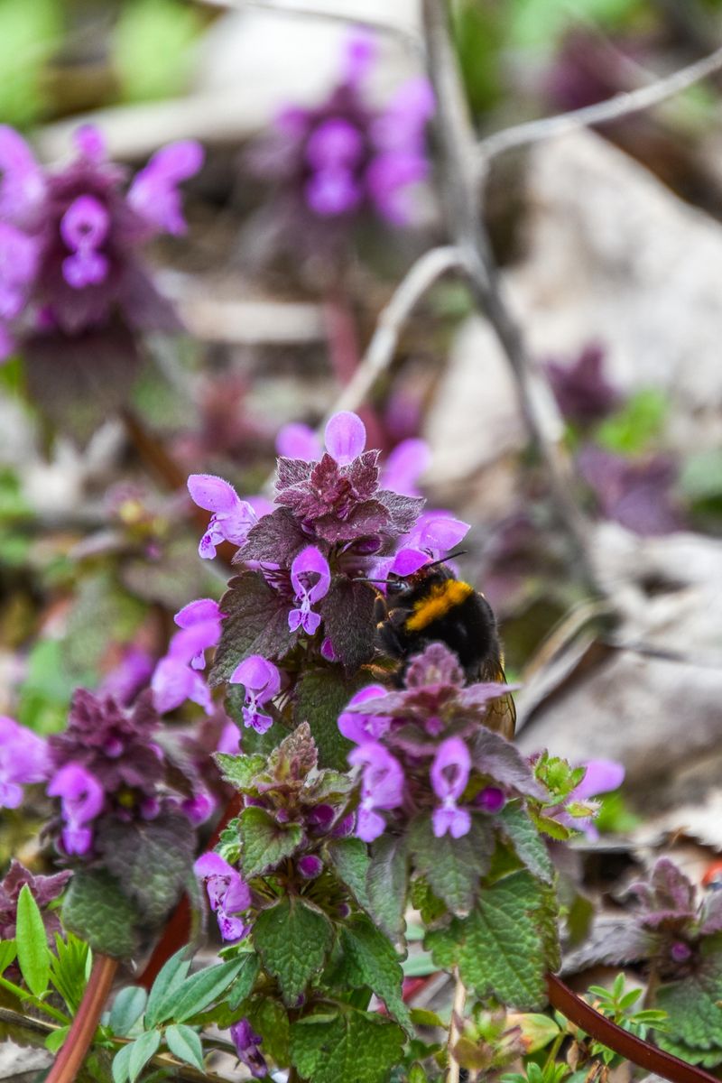 The Plant Is Actually Edible And Has Been Used In Traditional Cooking