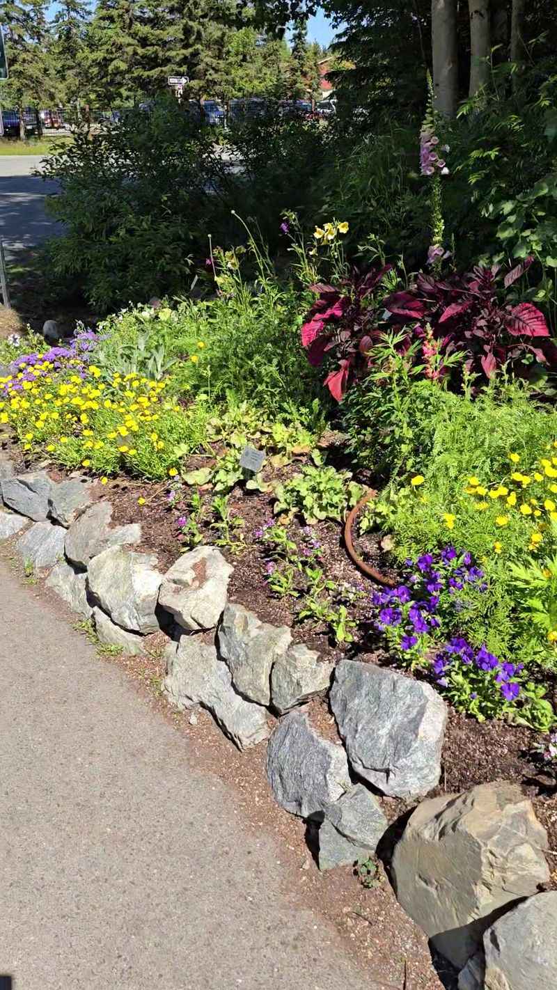 Perennial Borders Adapted To Cold