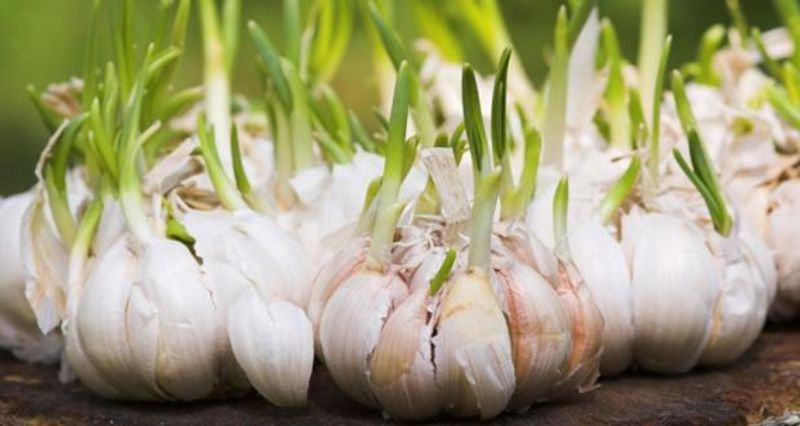 Garlic Cloves Produce Tasty Garlic Greens
