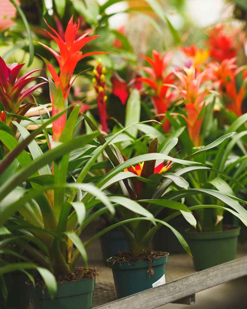 Bromeliads