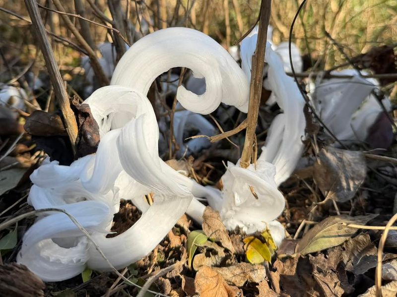 It's Not A Bloom &mdash; It's A Frost Flower Ice Formation