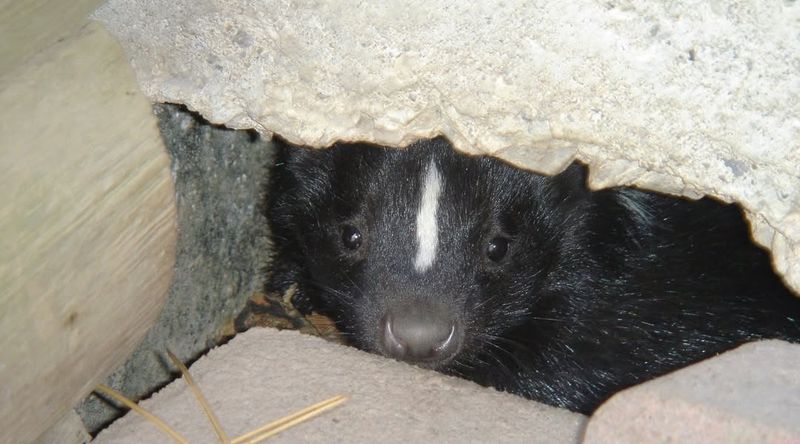 Strong Musky Odor Lingering Around Your Property