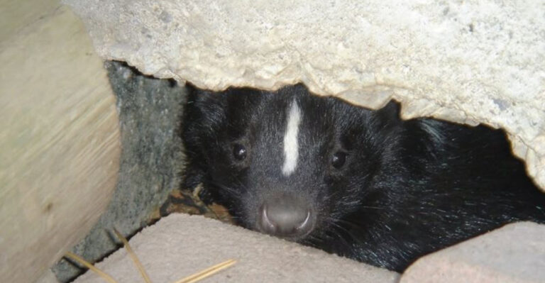 skunk under the deck