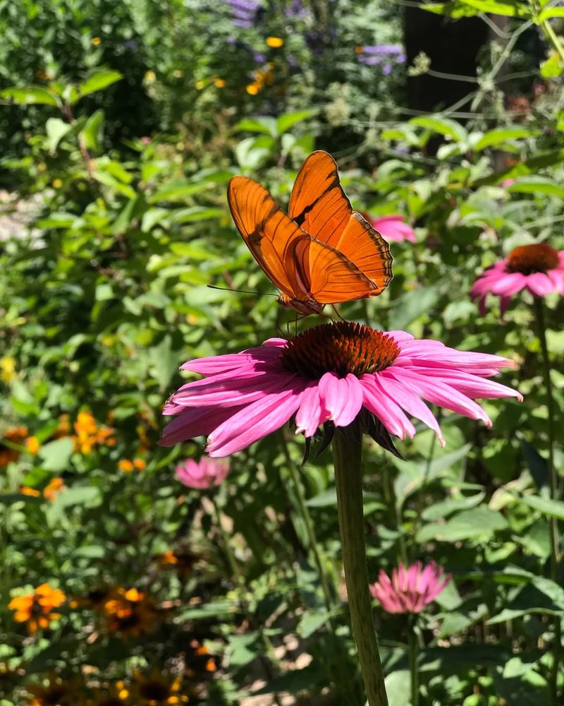Butterfly Pavilion Features Nectar-Rich Plant Collections