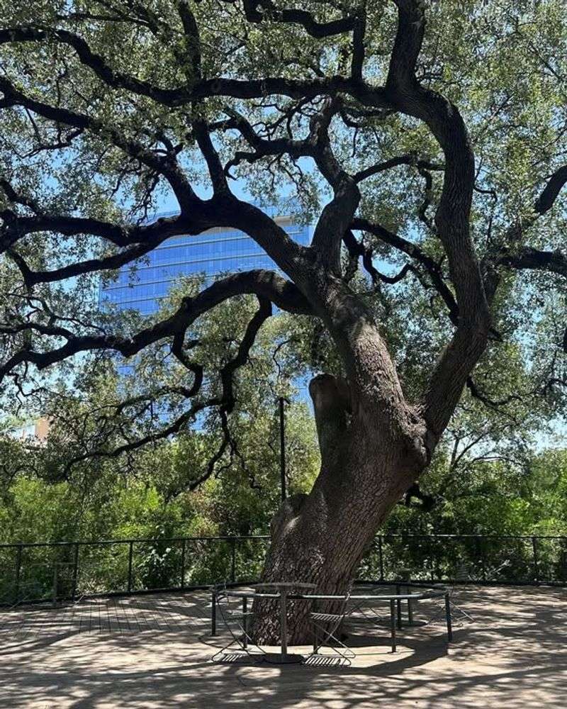 Live Oak Trees (Protected By Many Cities)