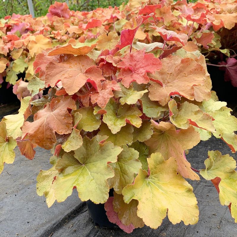 Heuchera 'Caramel' Thriving In Oregon's Mild Coastal Climates