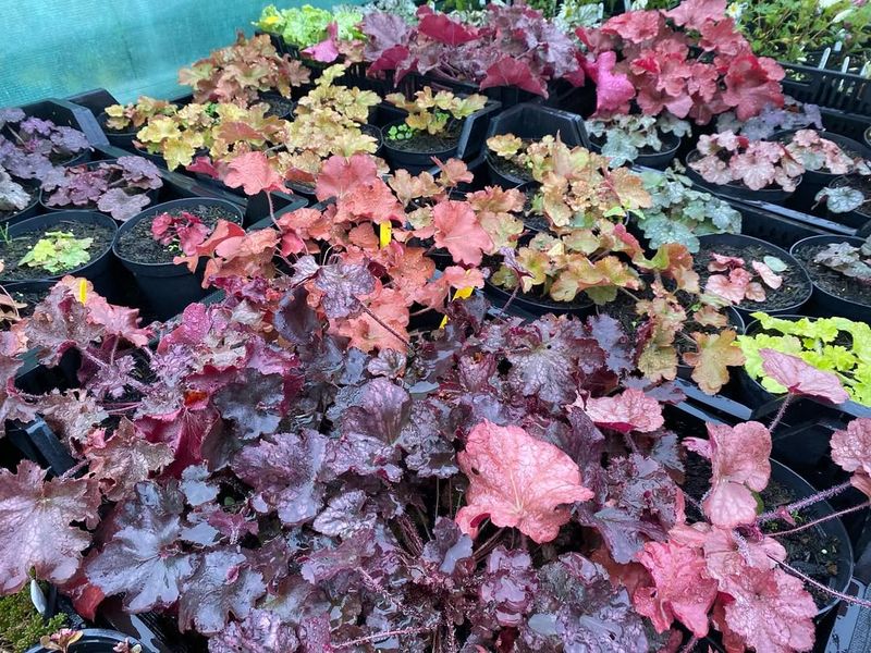 Heuchera 'Obsidian' Handling Cool Oregon Winters Well