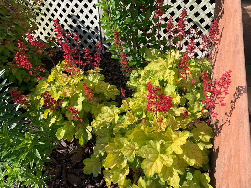 Heuchera 'Lime Rickey' Brightening Oregon Gardens With Consistent Growth
