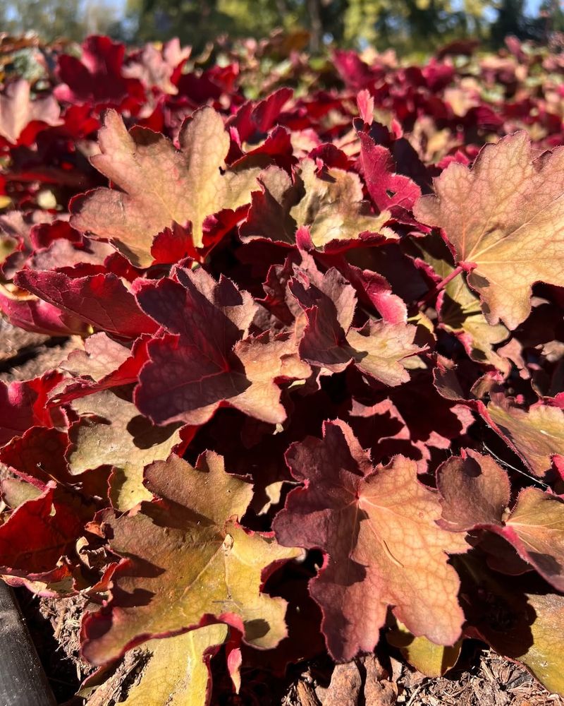 Heuchera 'Autumn Leaves' Adapting Well To Oregon Temperature Swings