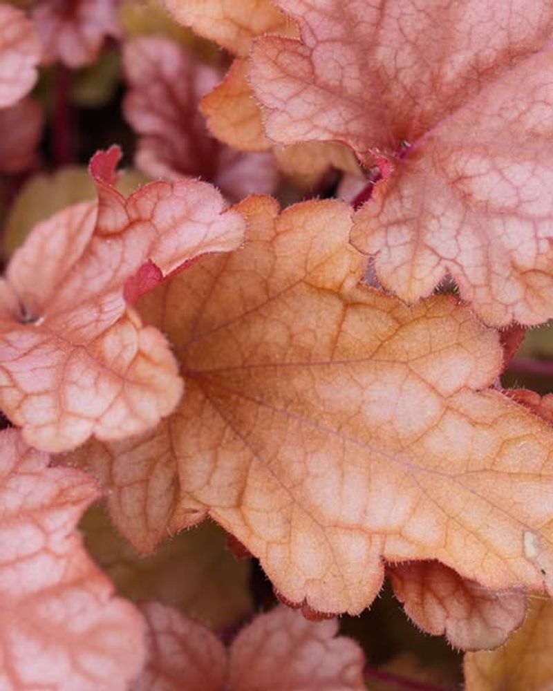 Heuchera 'Georgia Peach' Performing Strongly In Oregon's Spring Conditions