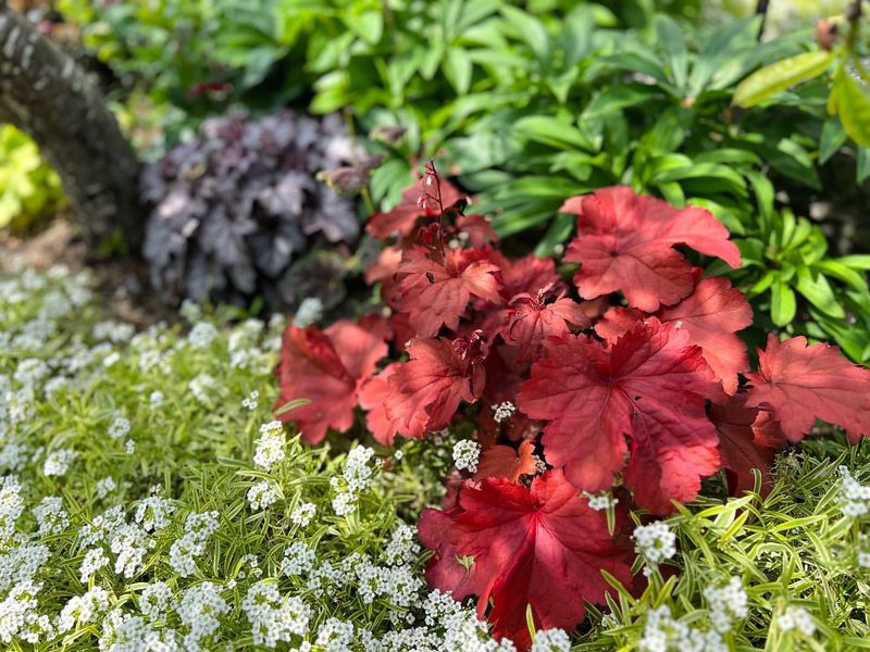 Heuchera 'Fire Alarm' Maintaining Color In Oregon's Partial Sun Areas