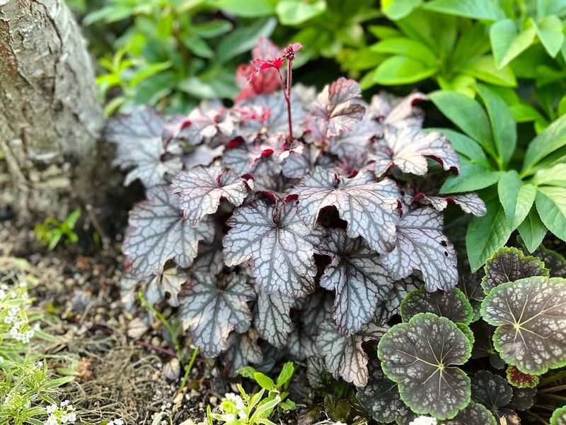 Heuchera 'Silver Scrolls' Tolerating Moist Oregon Soils
