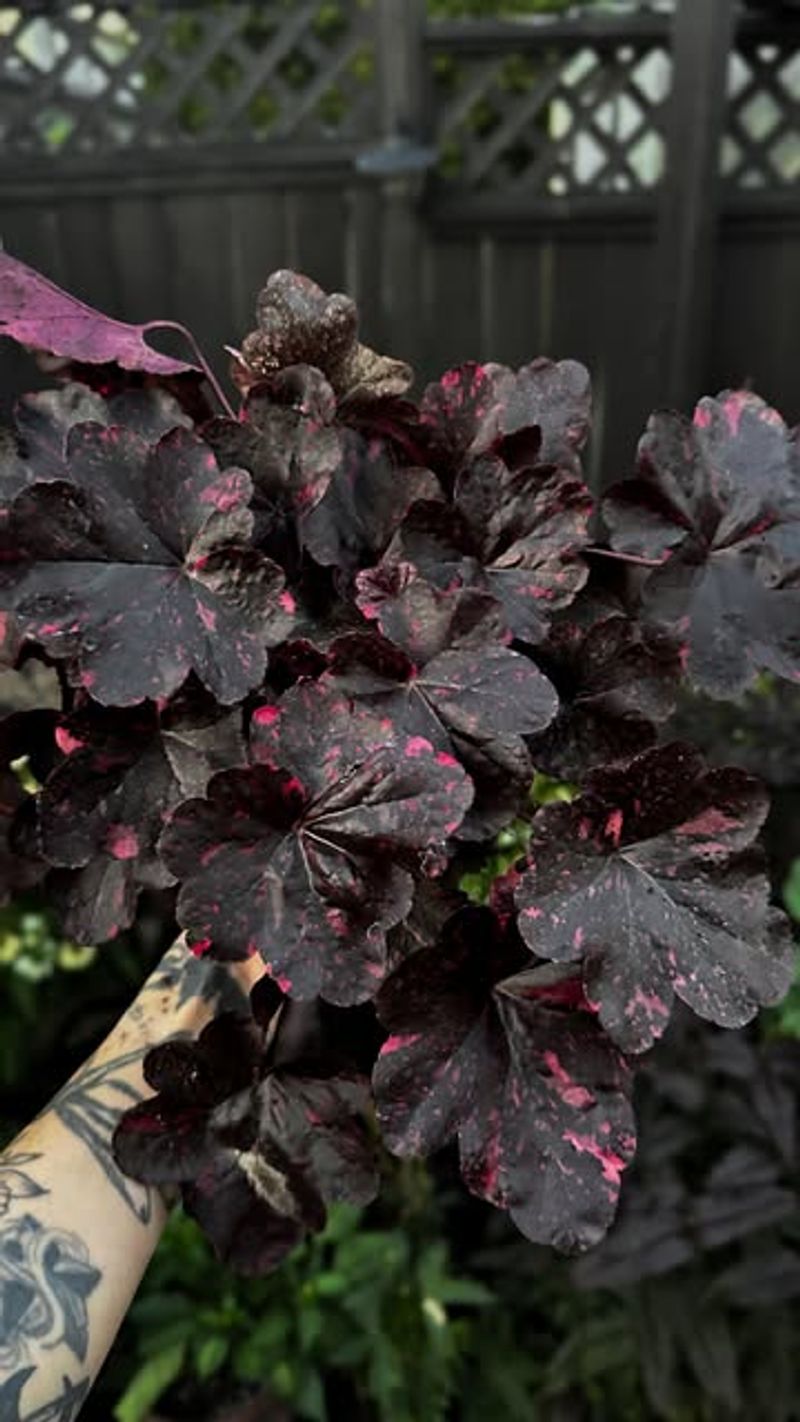 Heuchera 'Midnight Rose' Standing Out In Oregon Garden Beds