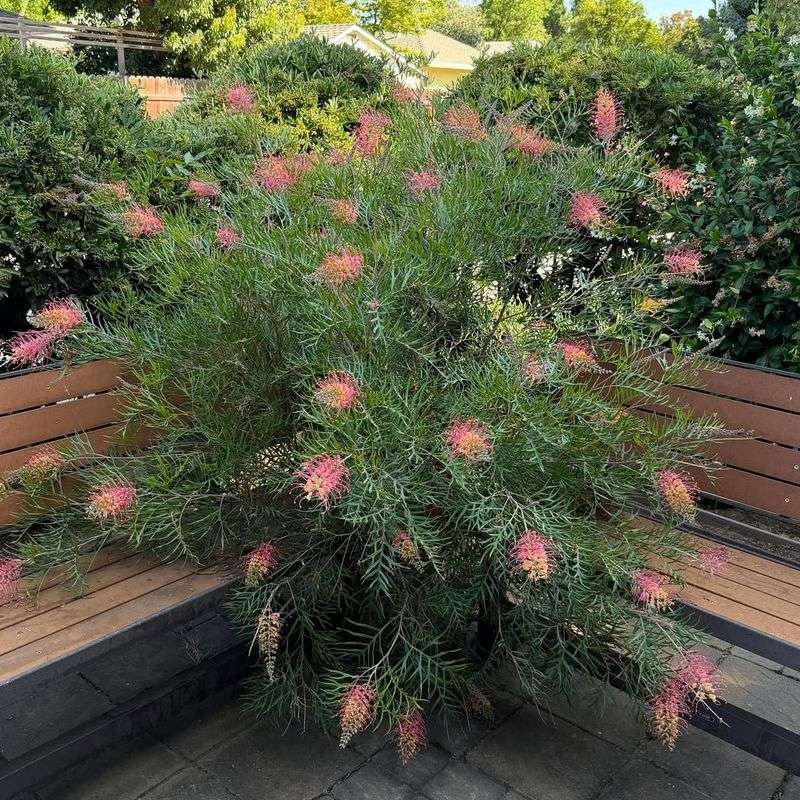 Grevillea 'Superb'