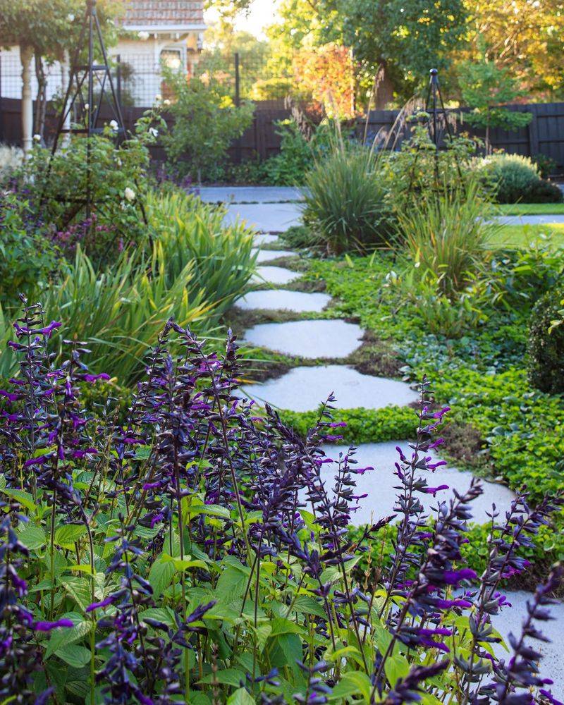 Salvia Garden Along the Walkway