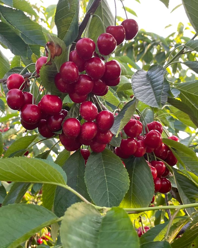 Sweet Cherry Varieties