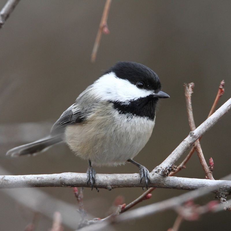 They Cache Food For Later Use