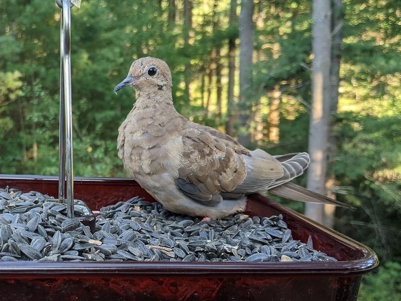 Black Oil Sunflower Seeds Attract Multiple Species