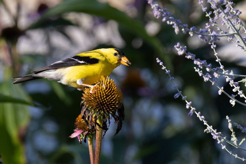 Feeding Goldfinches And Other Seed-Eating Birds