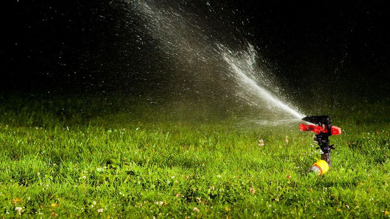 Nighttime Watering Encourages Fungal Growth
