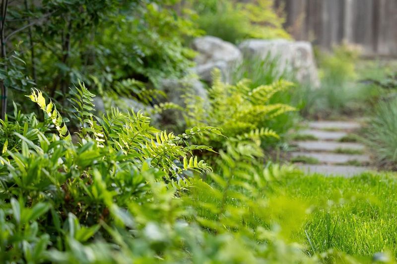 Abundant Shade From Trees Creates Ideal Light Conditions