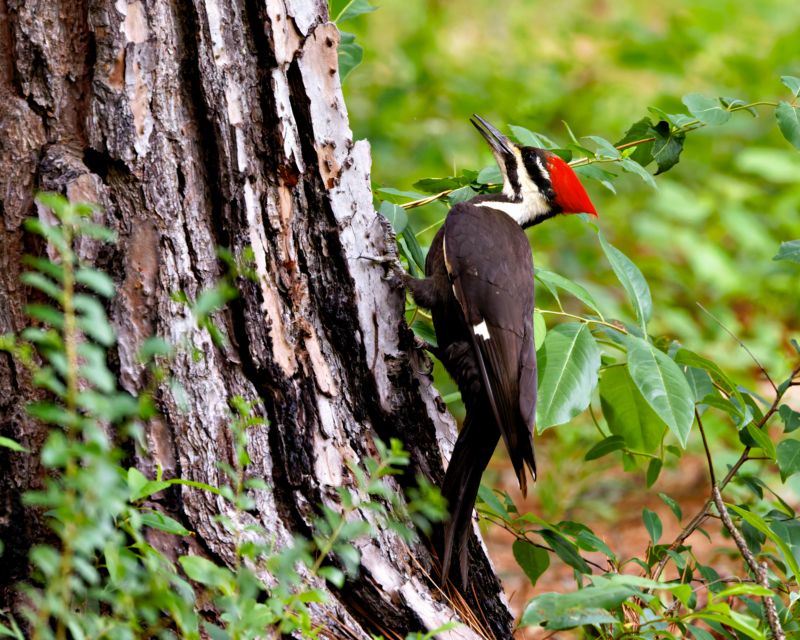 Mature Trees In Established Neighborhoods