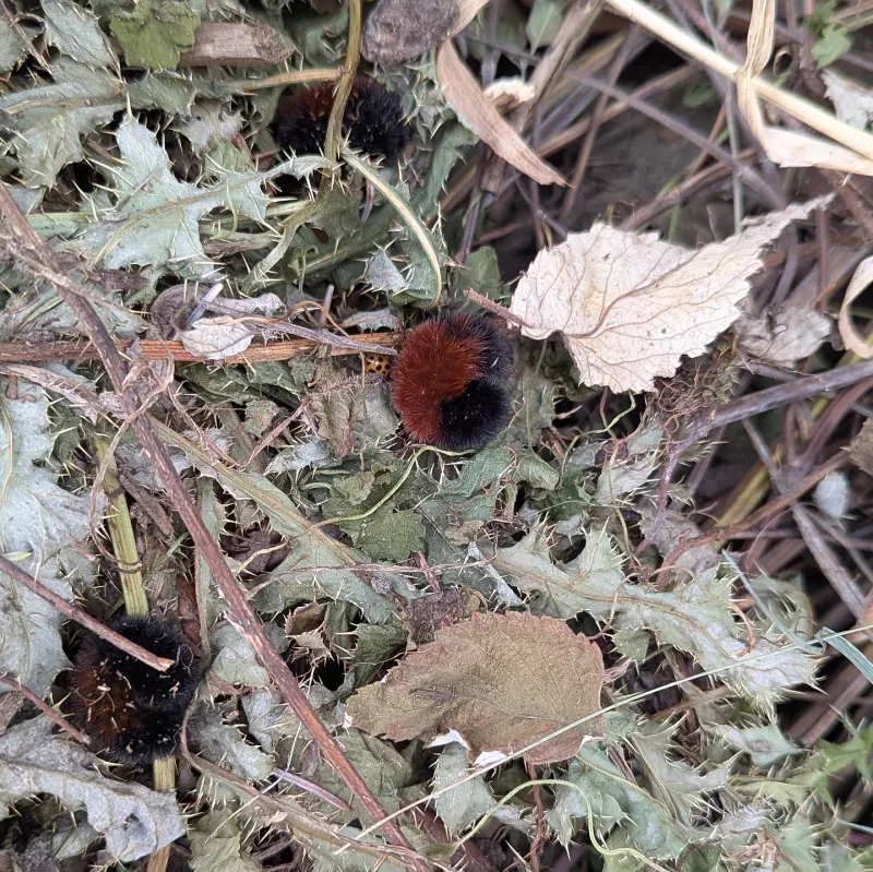 Increased Plant Availability During Winter Months