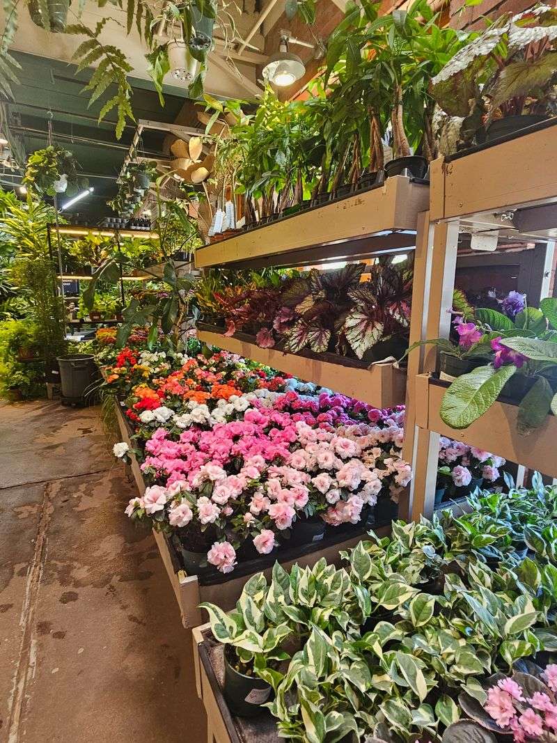 Nicholson-Hardie Blends Timeless Charm With Texas-Tough Plant Expertise