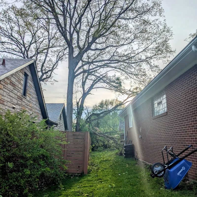 Good Communication Prevents Most Neighbor Tree Disputes