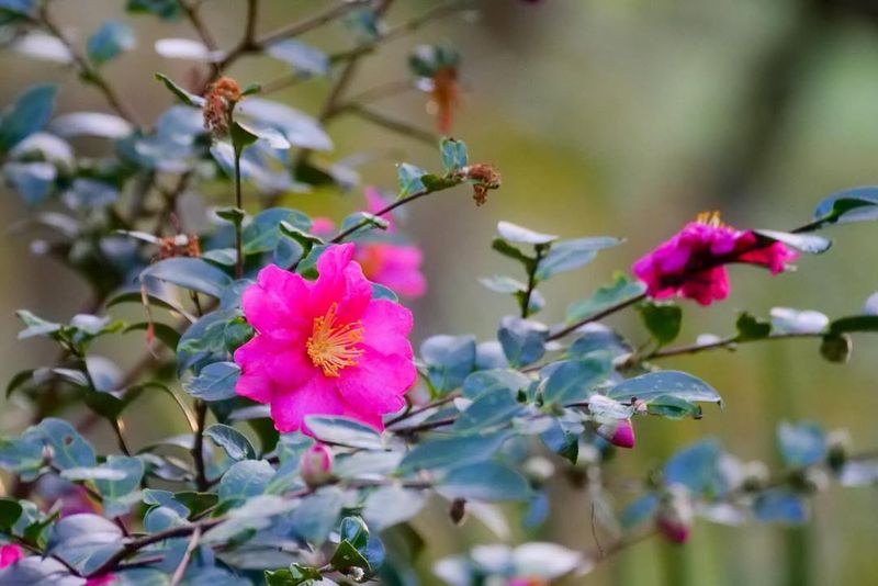 Wildlife Thrives Among Winter Blooms