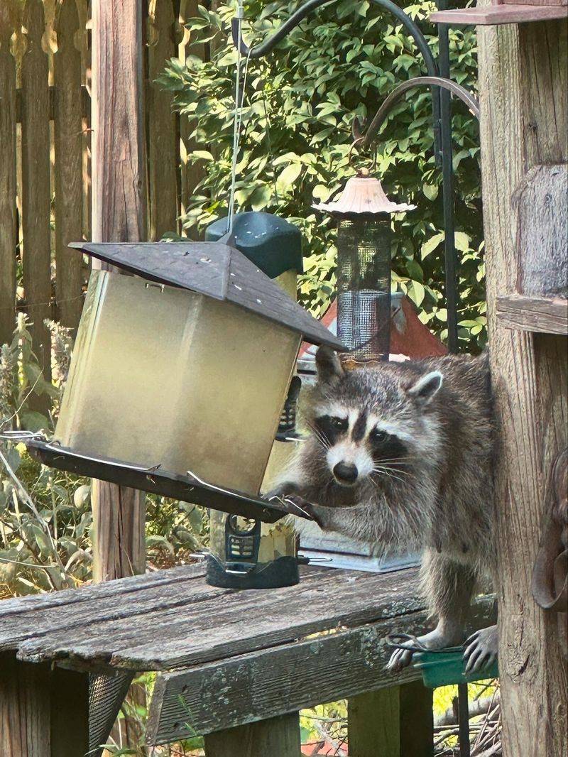 Bird Feeders Knocked Down Or Emptied