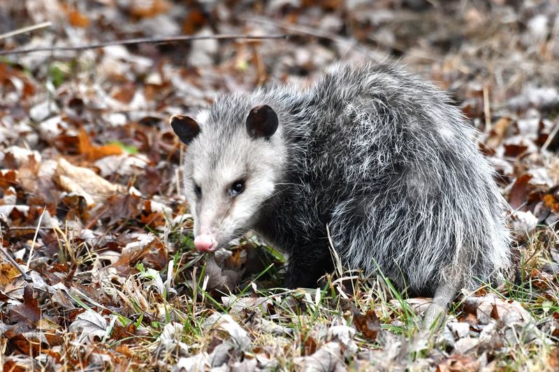 Droppings Near Fences Or Under Decks