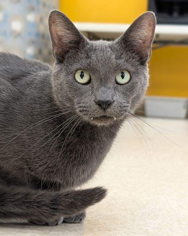 Your Dog Or Cat Acting Strangely Outdoors