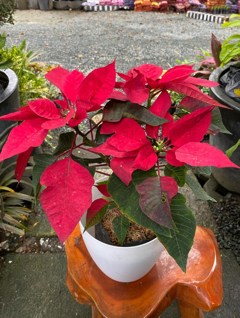 Letting Cold Air Hit The Plant During Transport