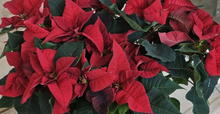 poinsettias closeup