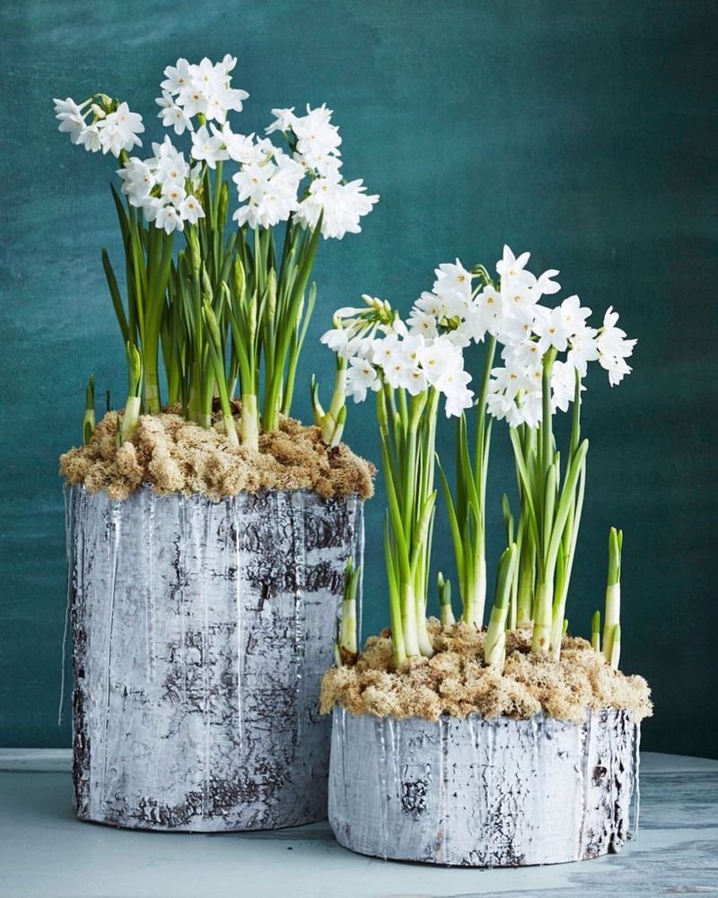 Paperwhite Narcissus Displays