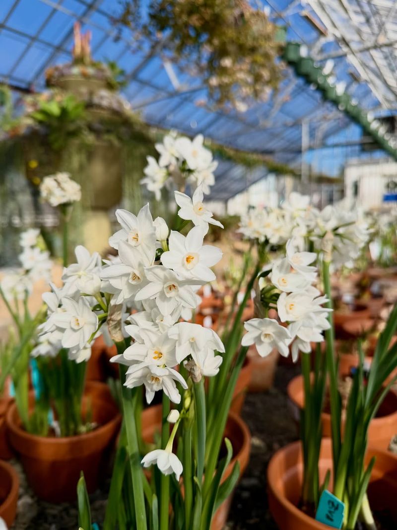 Paperwhite Narcissus Blooms Bring Delicate Beauty