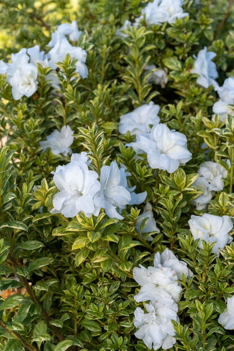 White Azalea