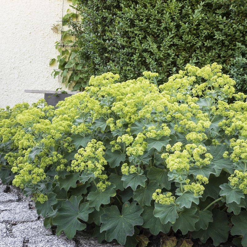 Lady's Mantle