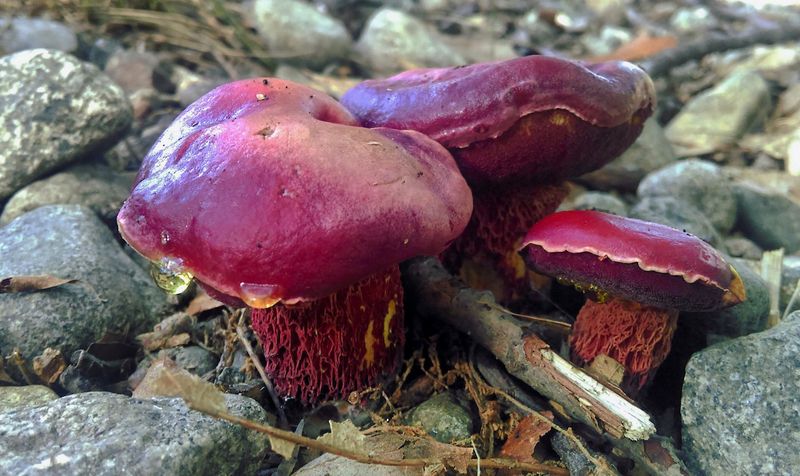 Several Soil Fungi Now Threaten Native Massachusetts Plants