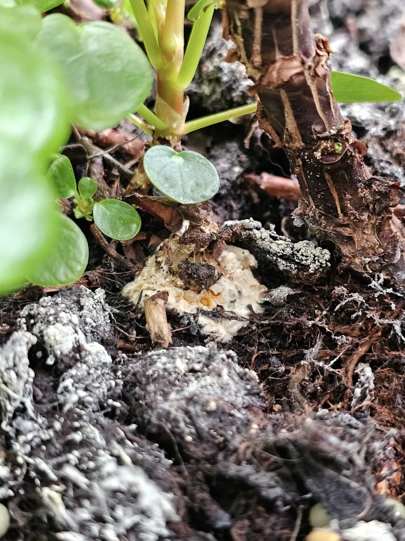 Soil Movement From Landscaping Projects Increases Risk