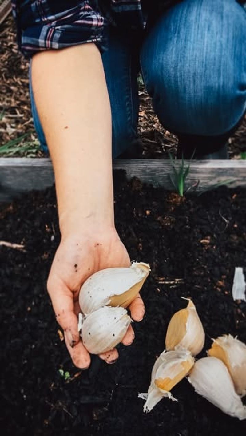 Natural Cold-Season Pest Deterrent Indoors