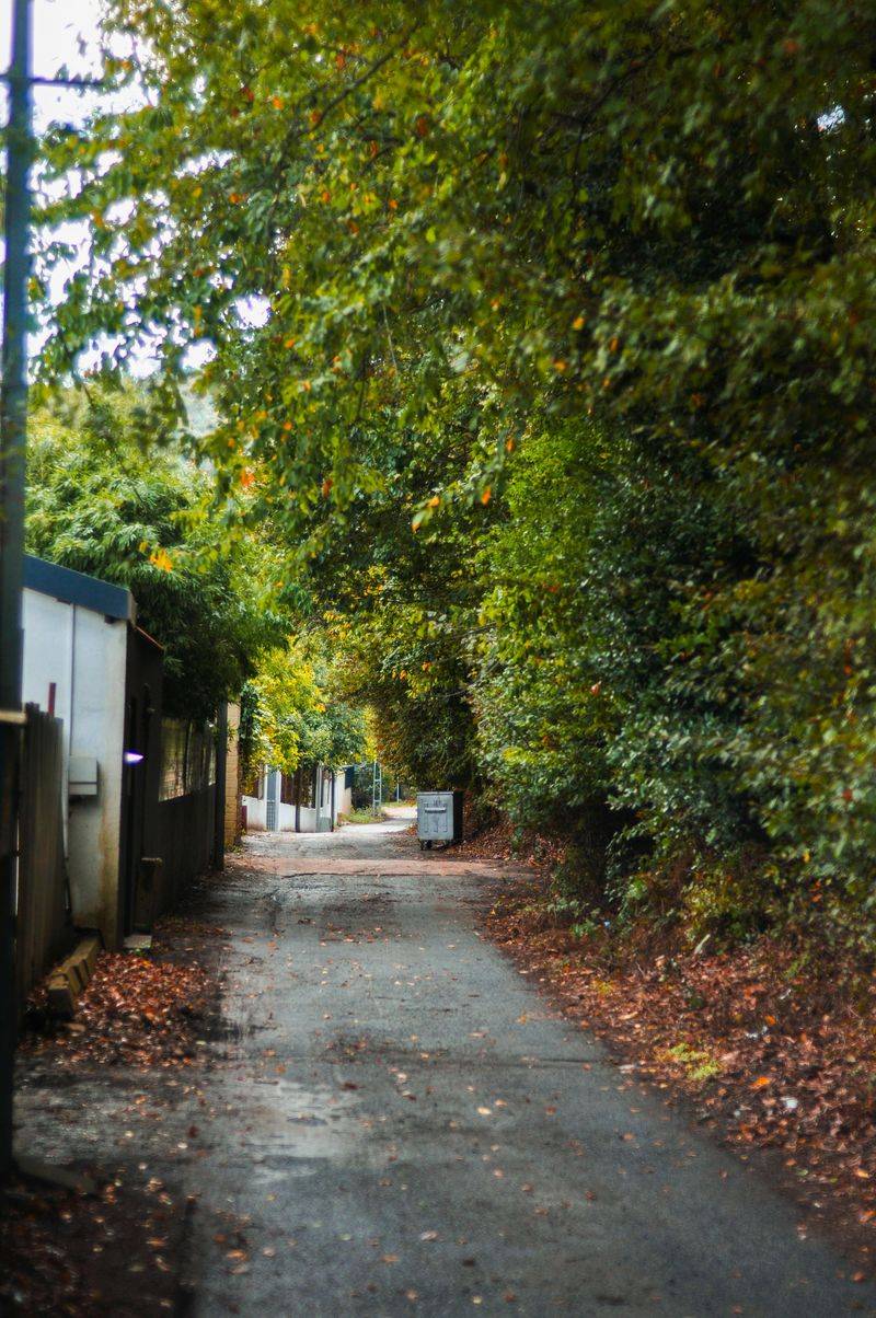 Municipal Ordinances Sometimes Address Tree Maintenance Standards