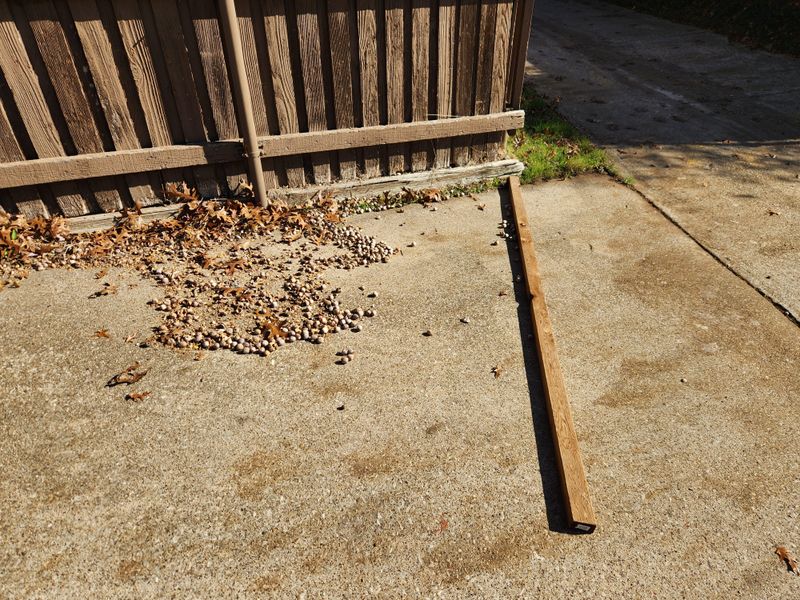 Acorns Can Create Legitimate Safety Hazards